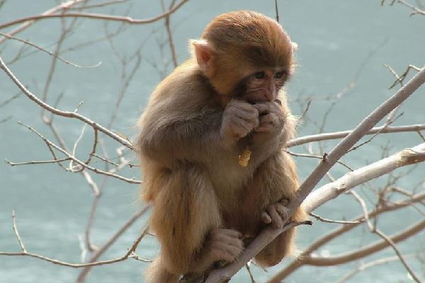 临阵磨枪的动物
