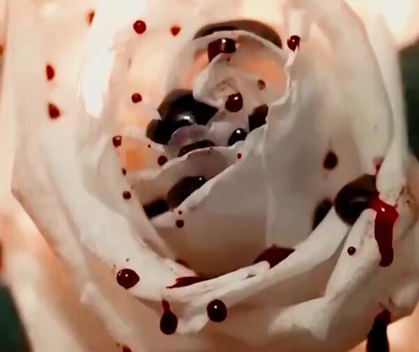 禁忌女孩为什么不喜欢花