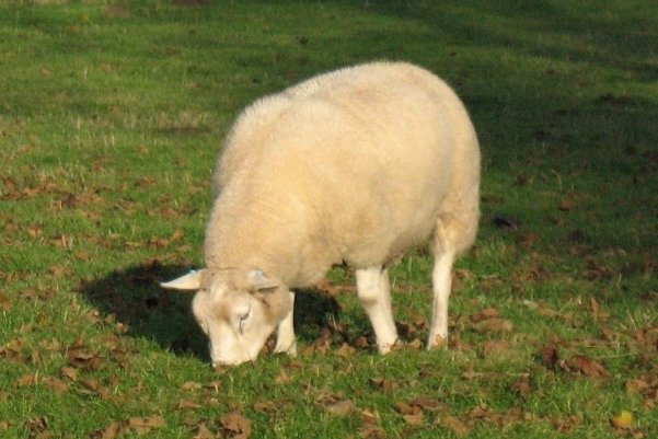 笑谈人生打一动物