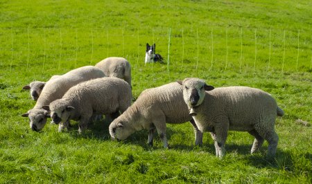 白兔赤乌打一生肖