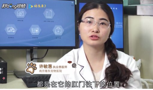 怎么区分小母狗和小公狗的生殖器啊？