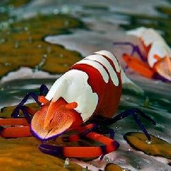 杀人虾的生活习性