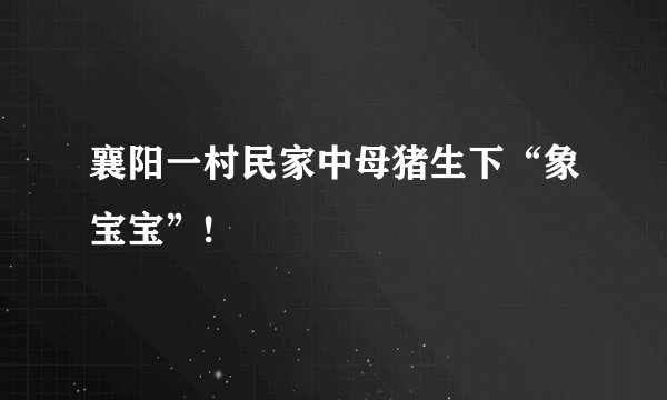 襄阳一村民家中母猪生下“象宝宝”!