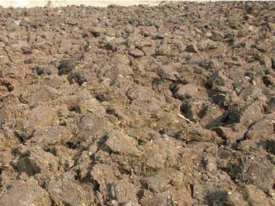 泥炭鞣尸的形态及举例