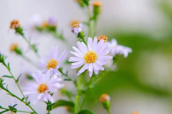 哪有什么岁月静好