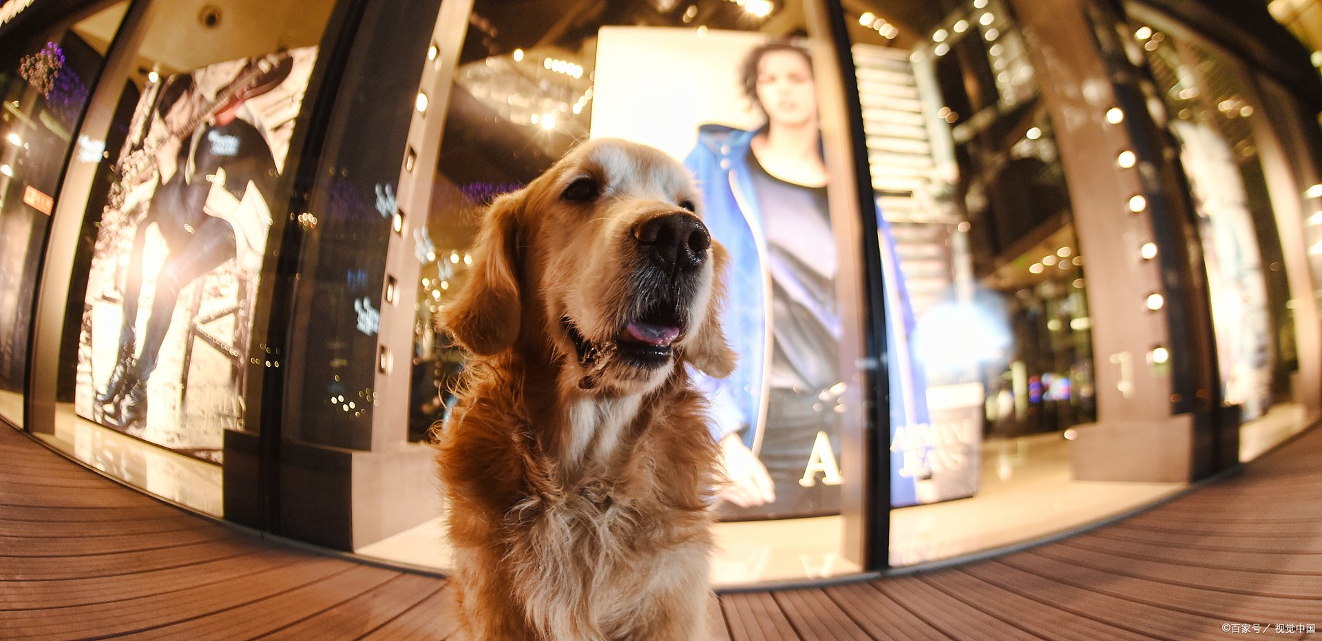 金毛寻回犬掉毛程度是怎么样的?你真的了解吗?