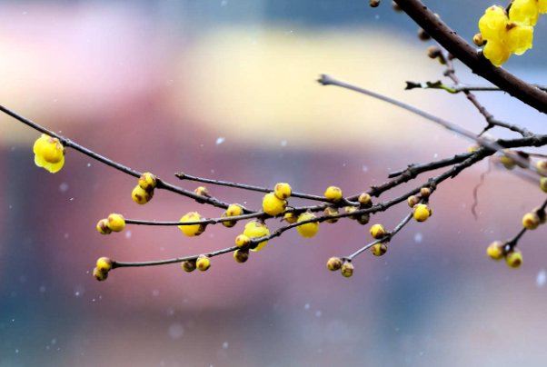 腊梅的腊是什么意思蚂蚁庄园