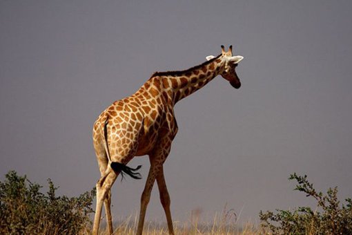 关于长颈鹿的资料（短一些）
