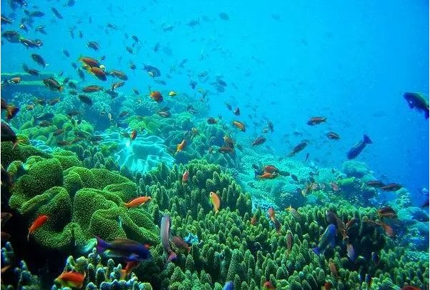 我国海洋生态系统类型不包括a红树林b珊瑚礁c池塘