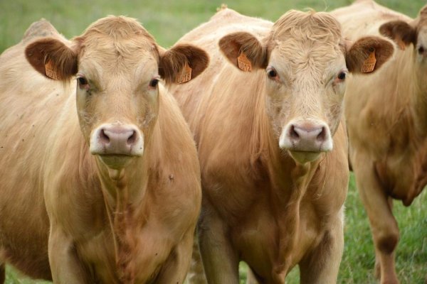 升斗小民打一最佳生肖