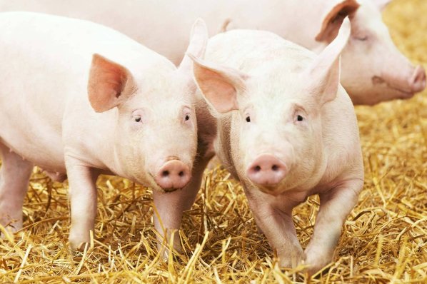 坐卧不宁打一个生肖