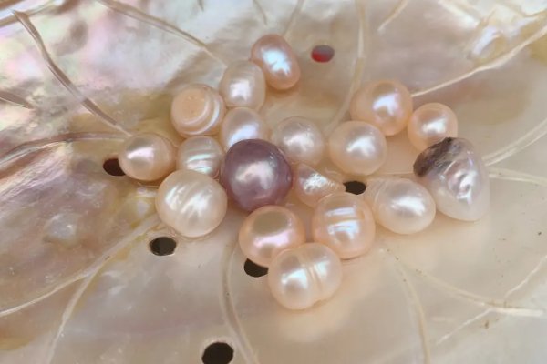 开蚌网络暗语啥意思