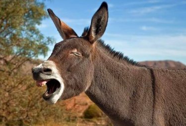 “卧梅又闻花，——，——，卧室达春绿。”这首诗全文是什么？