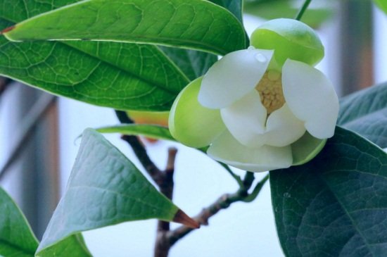 今日一别乐融融打一花名