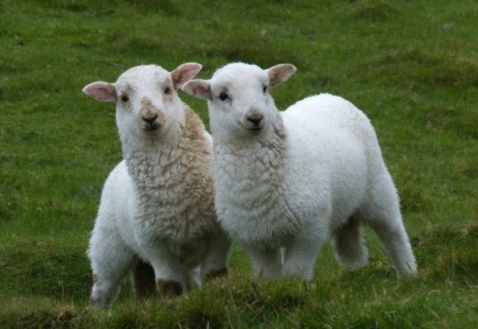 水软山温打一生肖