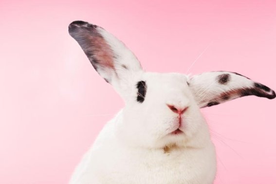 红口白牙解生肖