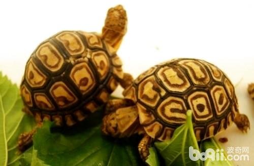 豹龟感冒怎么治疗？豹龟感冒治疗方法