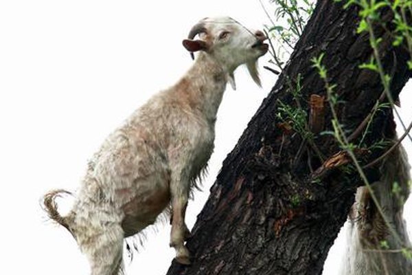 羊上树什么意思 服务的难度系数非常高