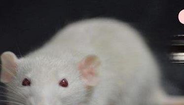 大白鼠养殖注意事项 如何养好大白鼠