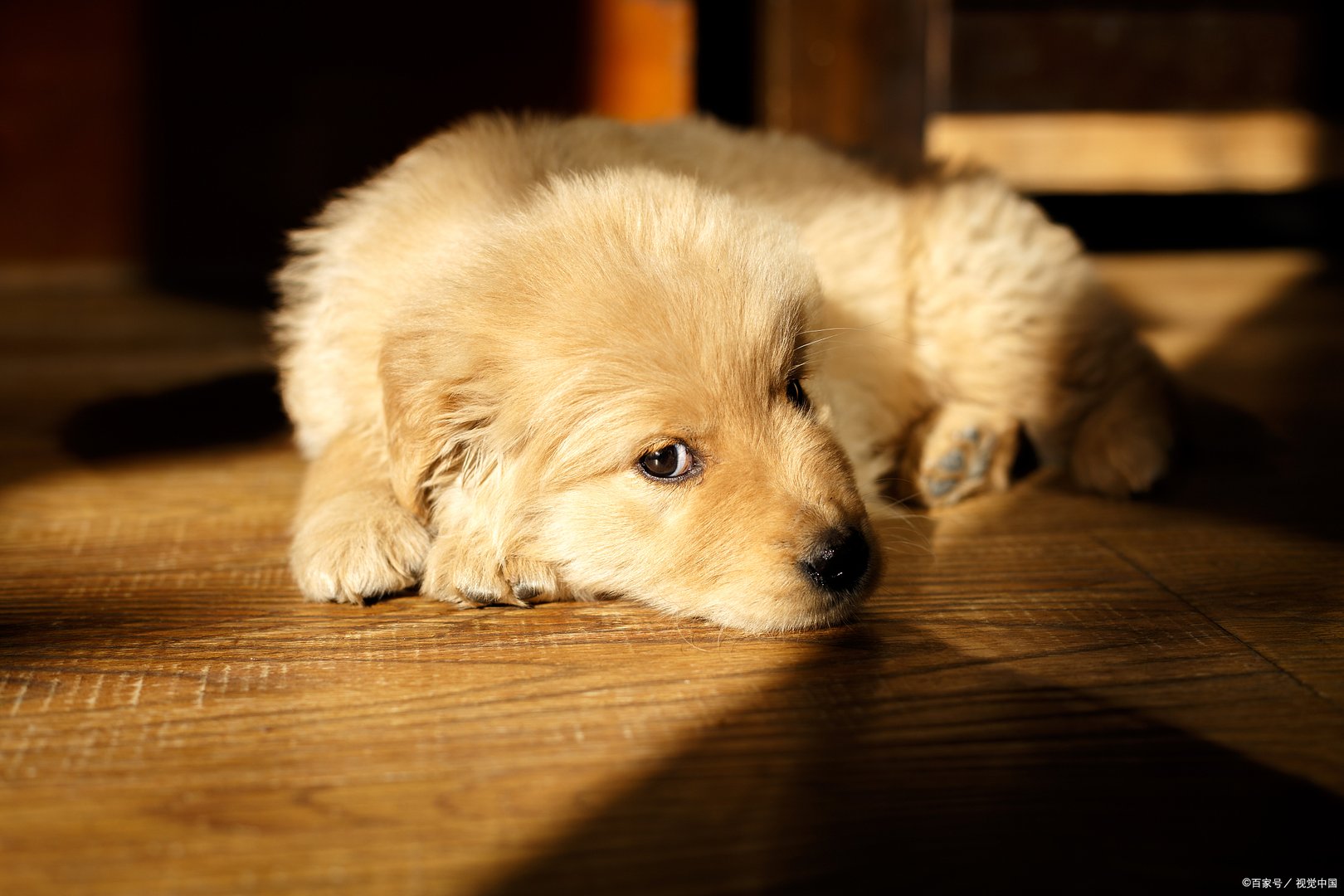 金毛寻回犬掉毛程度是怎么样的?你真的了解吗?