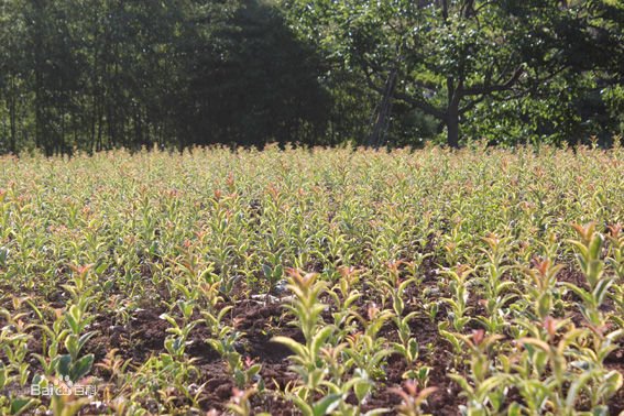 彩叶桢的适应范围