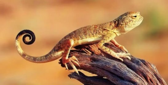 毒蜥的毒液从何而来