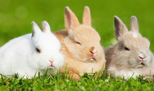 节俭力行猜一生肖