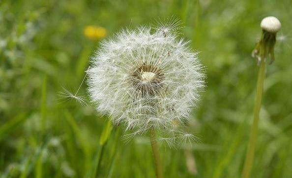 仿照二年级语文第三课柳树妈妈的办法是什么