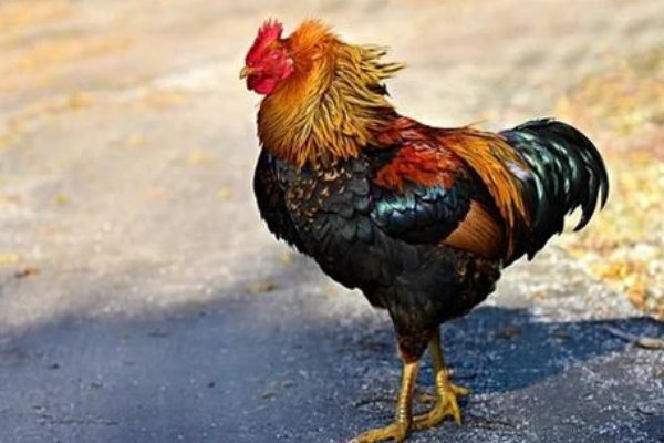 小打小闹是指什么生肖