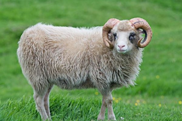 忆昔抚今打一动物生肖