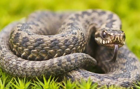 叽里咕噜是什么生肖