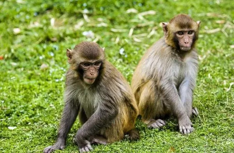 眼明手捿打一生肖