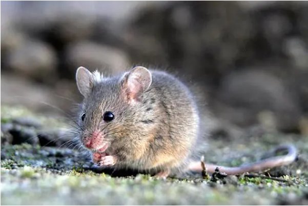 三缄其口代表什么动物