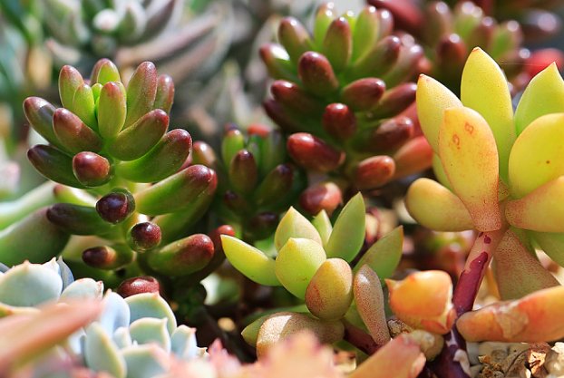 高n车多肉多轮洛望