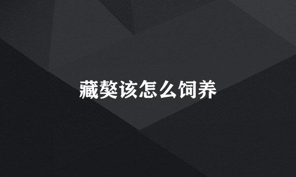 藏獒该怎么饲养