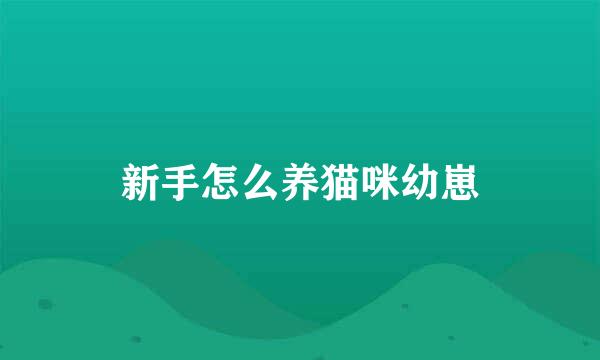 新手怎么养猫咪幼崽