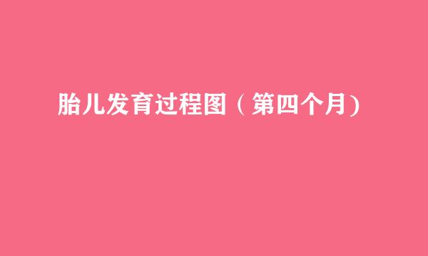 胎儿发育过程图（第四个月)