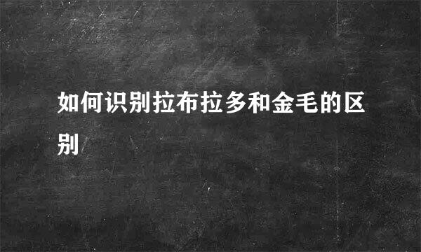 如何识别拉布拉多和金毛的区别