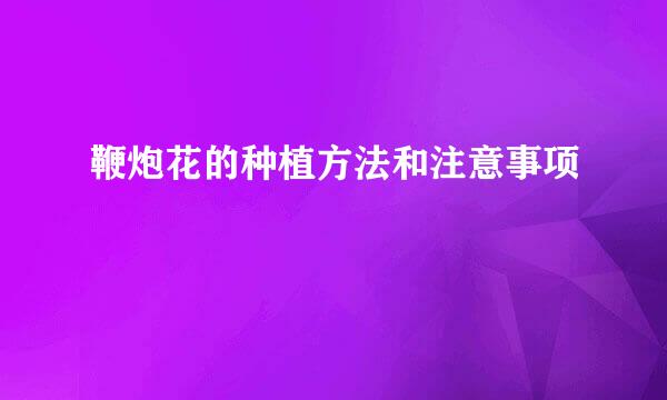 鞭炮花的种植方法和注意事项