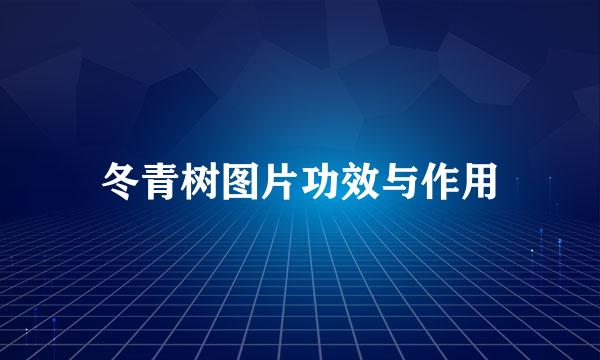 冬青树图片功效与作用