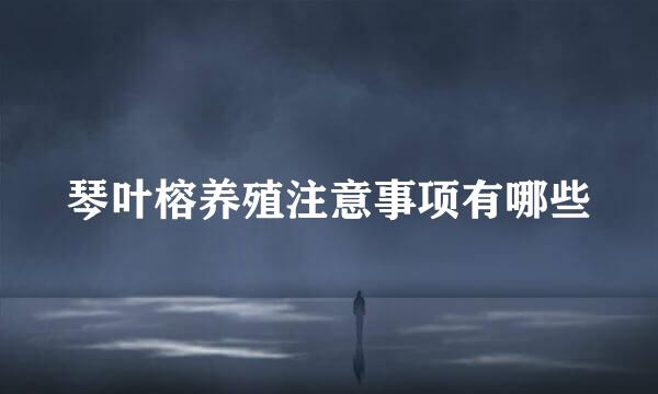 琴叶榕养殖注意事项有哪些