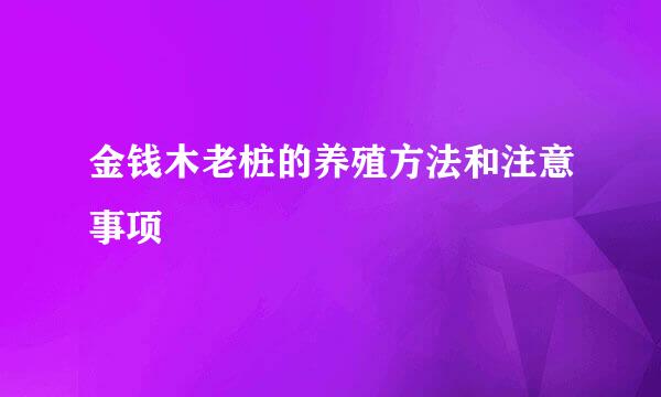 金钱木老桩的养殖方法和注意事项