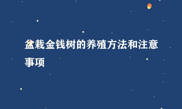 盆栽金钱树的养殖方法和注意事项
