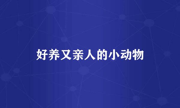 好养又亲人的小动物