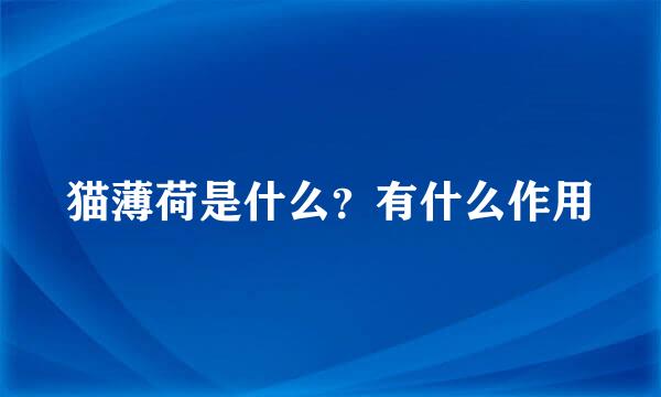 猫薄荷是什么？有什么作用