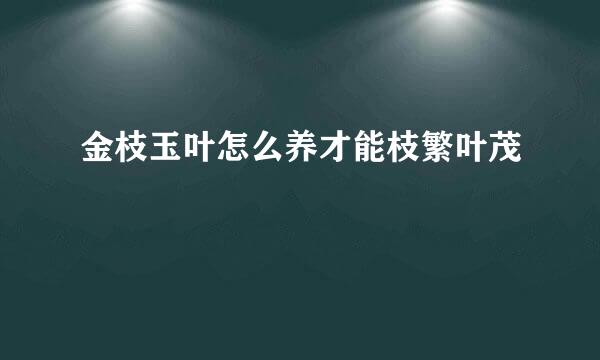 金枝玉叶怎么养才能枝繁叶茂