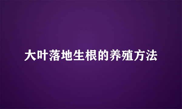 大叶落地生根的养殖方法