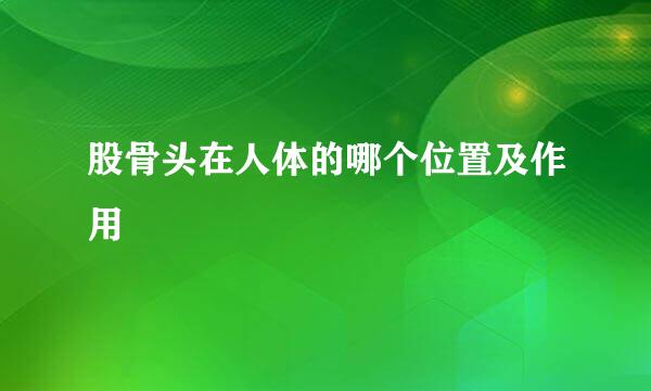 股骨头在人体的哪个位置及作用
