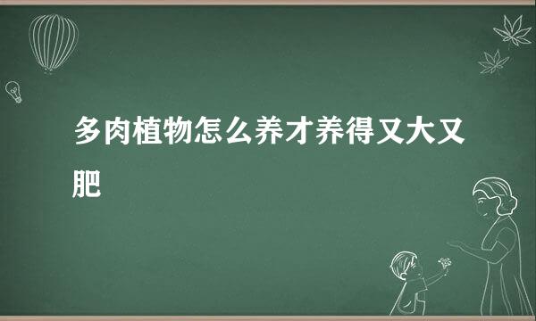多肉植物怎么养才养得又大又肥