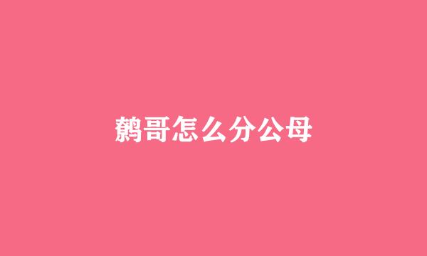 鹩哥怎么分公母
